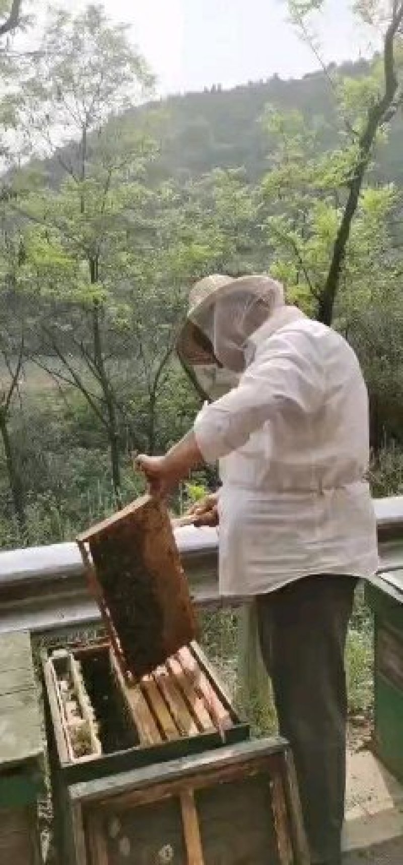 正宗陕西洋槐蜜清甜美味营养丰富支持一件代发