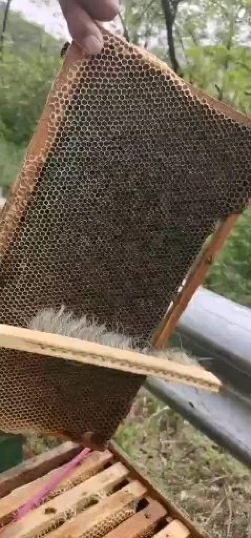 正宗陕西洋槐蜜清甜美味营养丰富支持一件代发