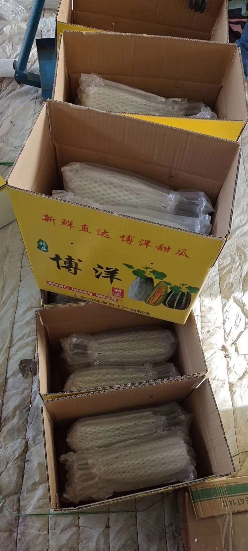 博洋9号支持一件代发，