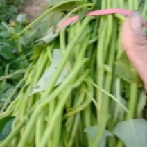 大量日供百万苗商薯19.龙九，西瓜红薯苗基地直供，苗粗壮