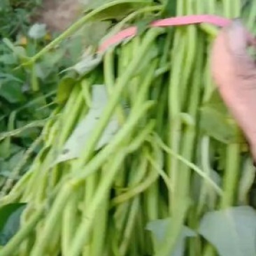大量日供百万苗商薯19.龙九，西瓜红薯苗基地直供，苗粗壮