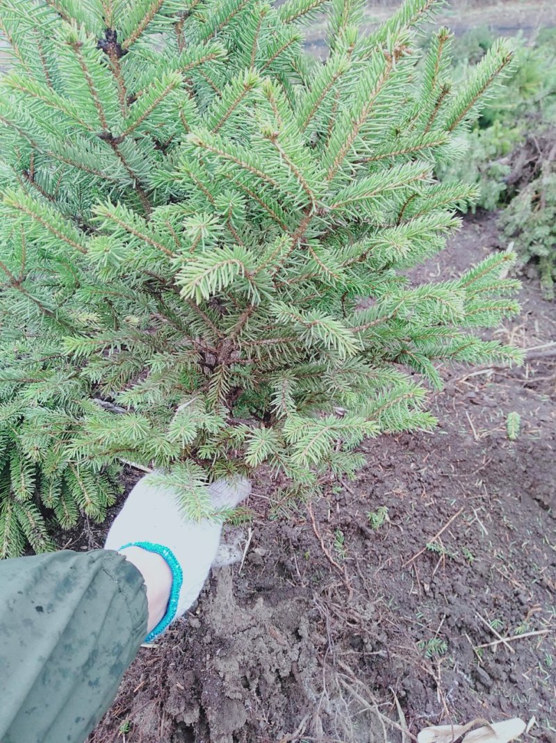 一米高云杉裸根苗。占地树