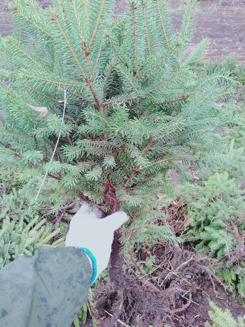 一米高云杉裸根苗。占地树