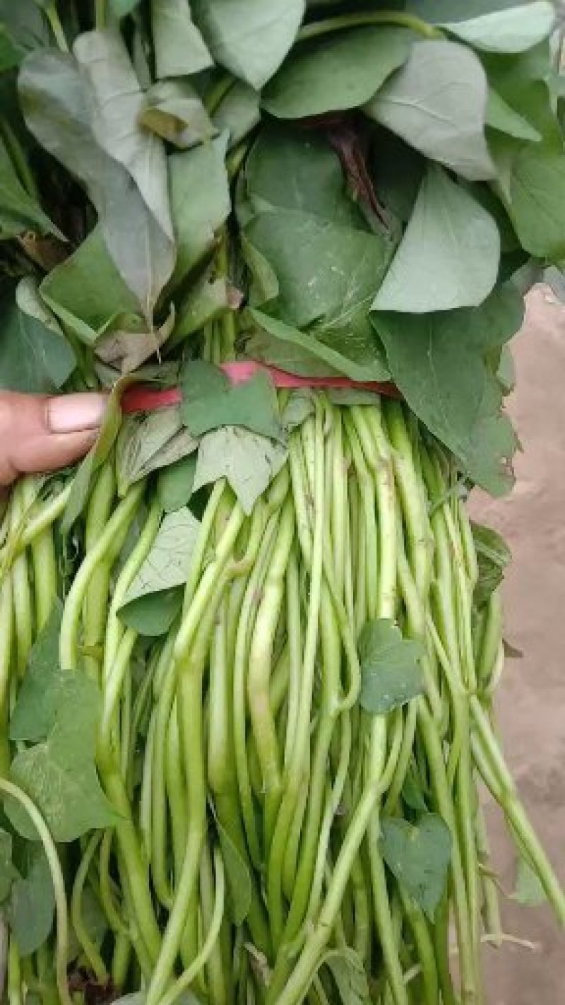 大量供脱毒商薯，龙薯九号，西瓜红薯苗基地直供，日供百万