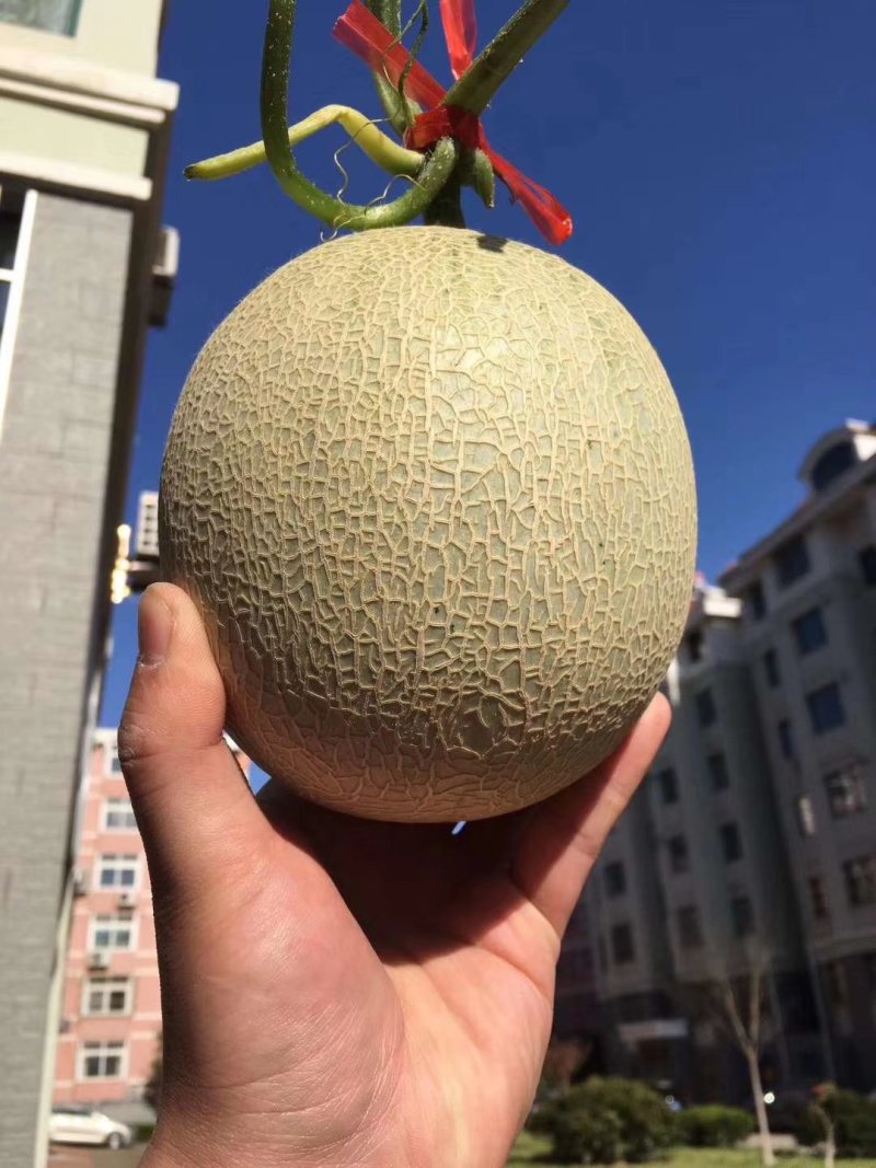 鲁厚甜代收代发支持一件代发，专业团队为你服务，