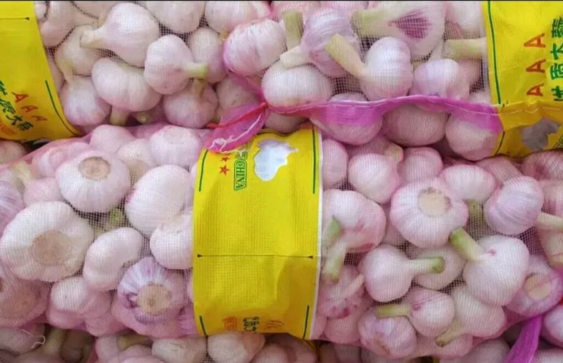 邳州精品紫皮大蒜刚刚上市产，适合发每一个大中小市场