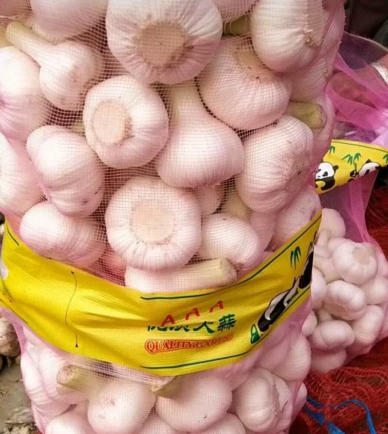 邳州精品紫皮大蒜刚刚上市产，适合发每一个大中小市场