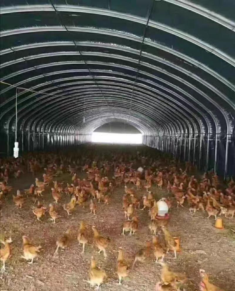 养殖大棚全套鸡舍保温养鸡场大棚骨架钢管鸭猪鹅设备鸡棚搭建
