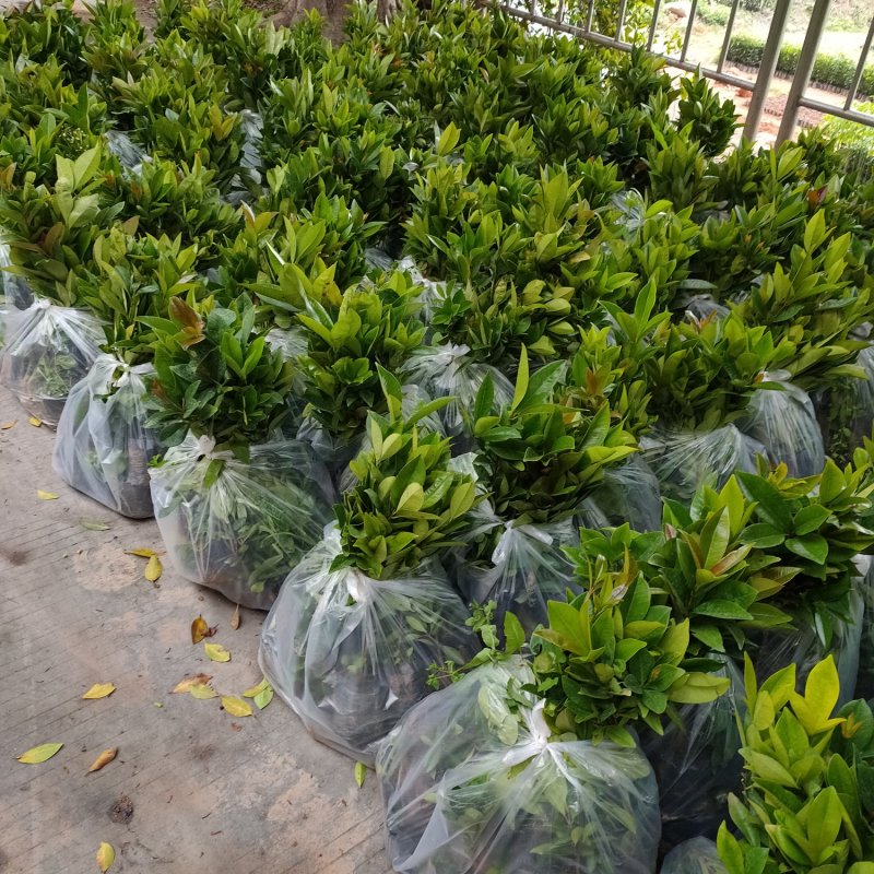 巴西樱桃苗樱桃树苗庭院盆栽果树苗南北方可种植