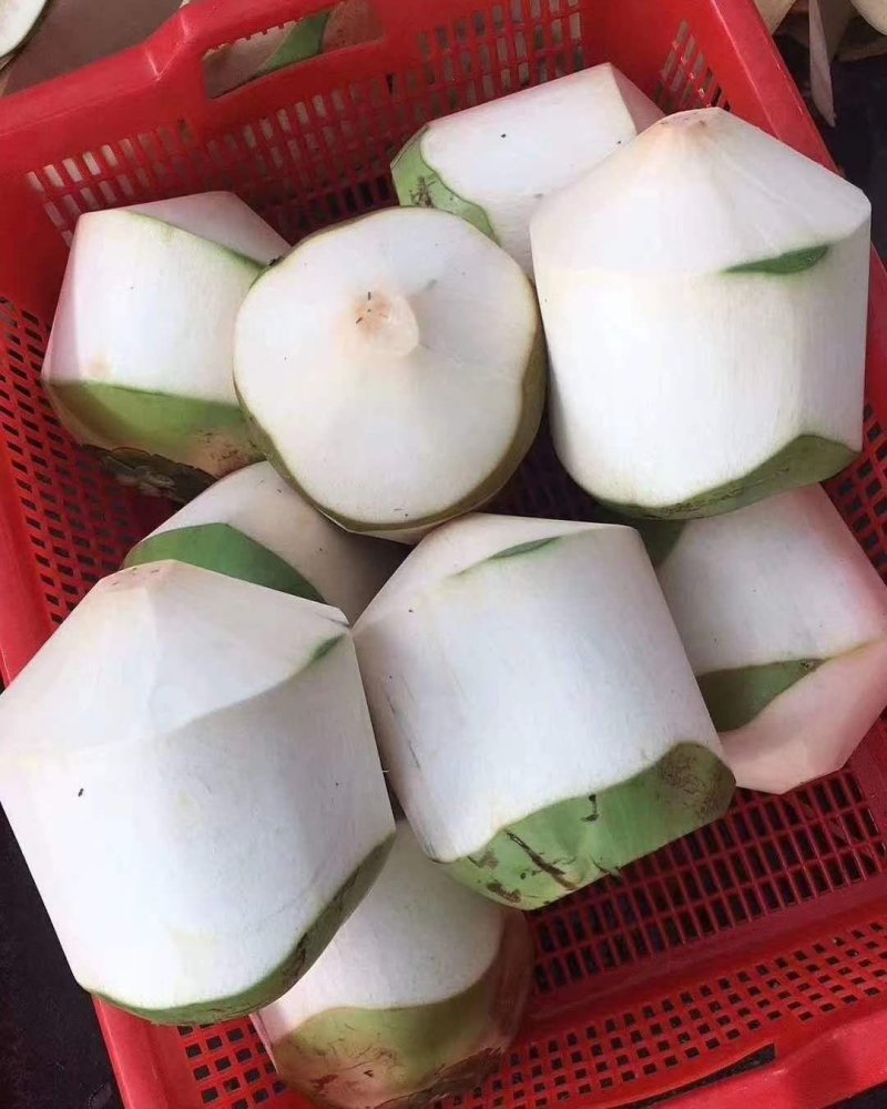 海南文昌自产（椰青一件代发）