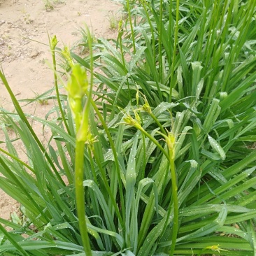 鲜黄花菜