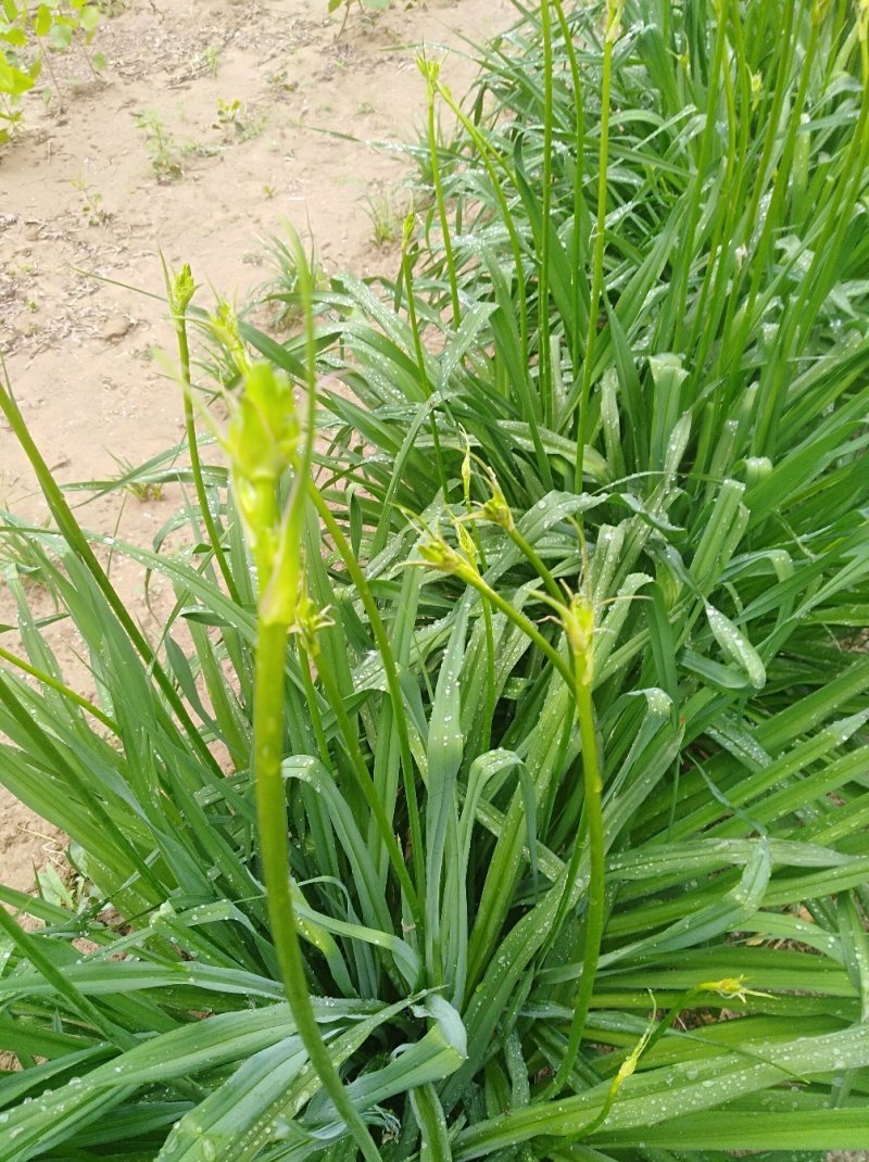 鲜黄花菜