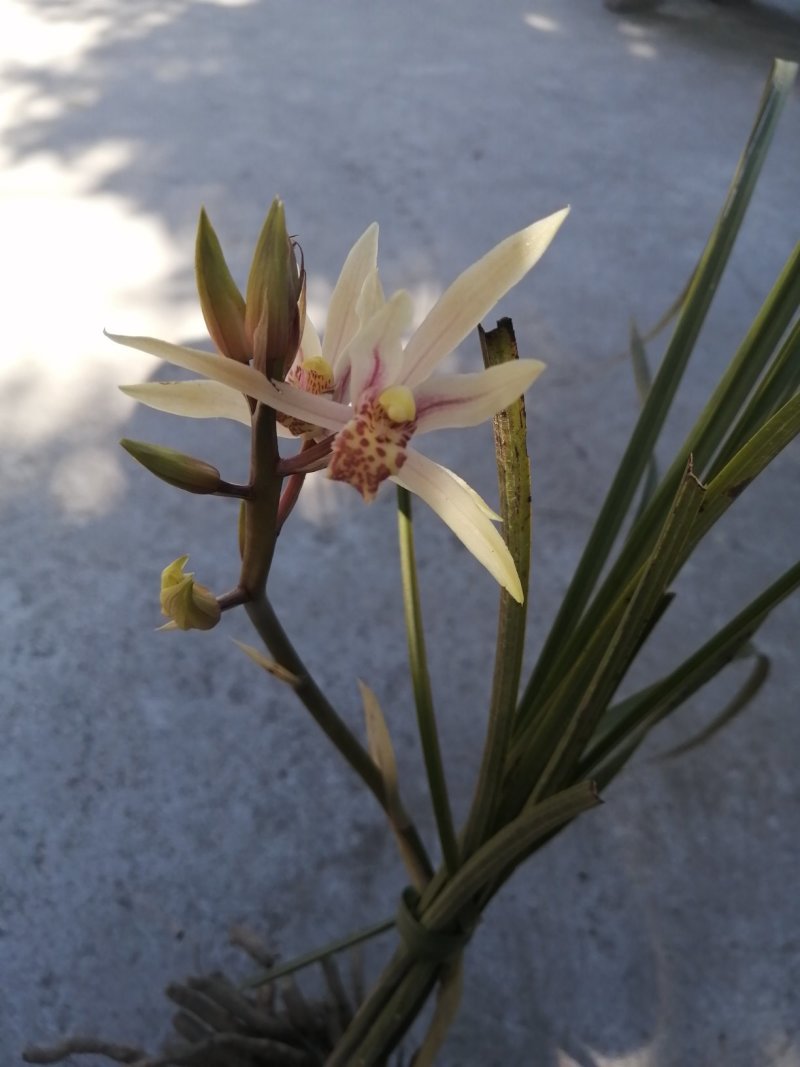 野生兰花，自产自销，常年经营