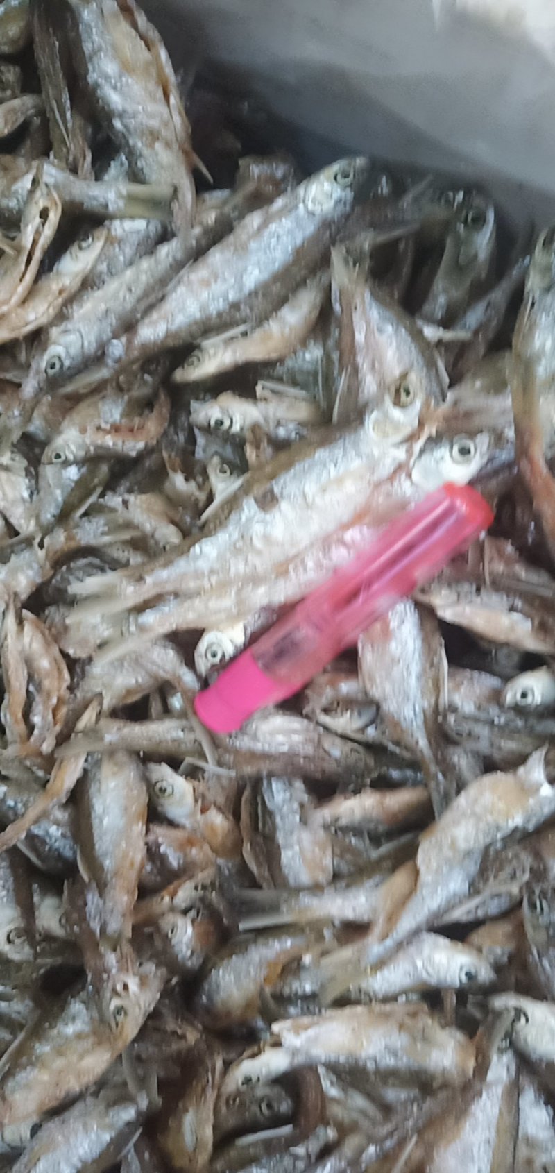 鱼