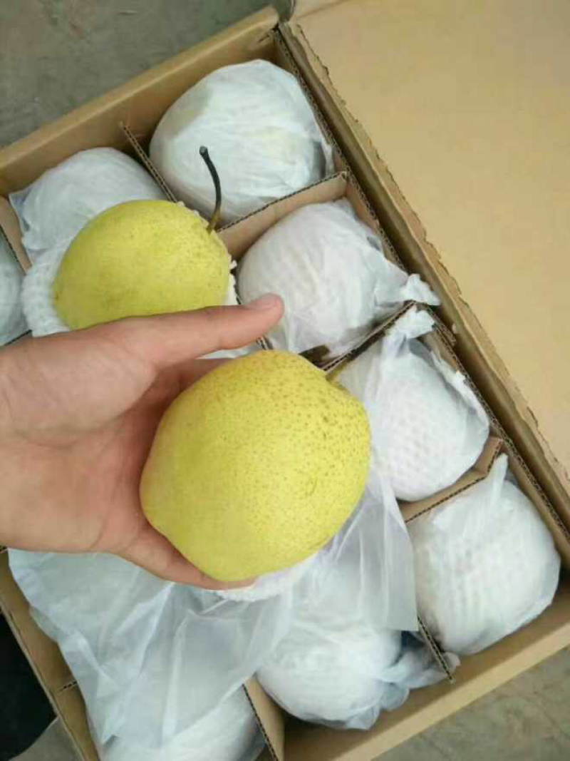 雪花梨，品质保证产地直发，量大从优，口感脆甜