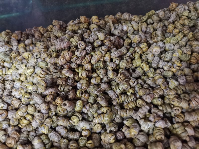 铁皮石斛霍山石斛胶质多化渣少各种规格产地直销