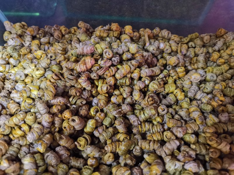 铁皮石斛霍山石斛胶质多化渣少各种规格产地直销