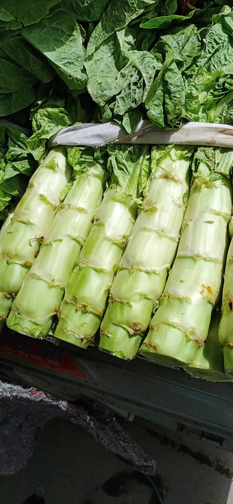 莴笋大量有货