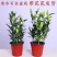 香水百合盆栽室内阳台花卉植物带花苞发货
