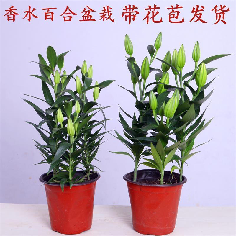 香水百合盆栽室内阳台花卉植物带花苞发货