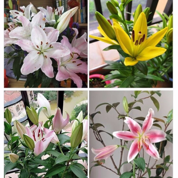 香水百合盆栽室内阳台花卉植物带花苞发货