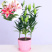 香水百合盆栽室内阳台花卉植物带花苞发货