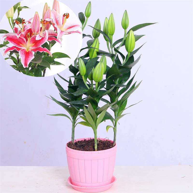 香水百合盆栽室内阳台花卉植物带花苞发货