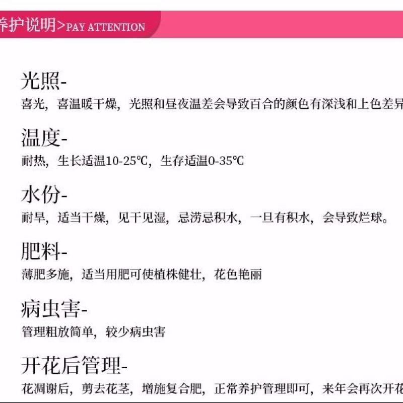 香水百合盆栽室内阳台花卉植物带花苞发货