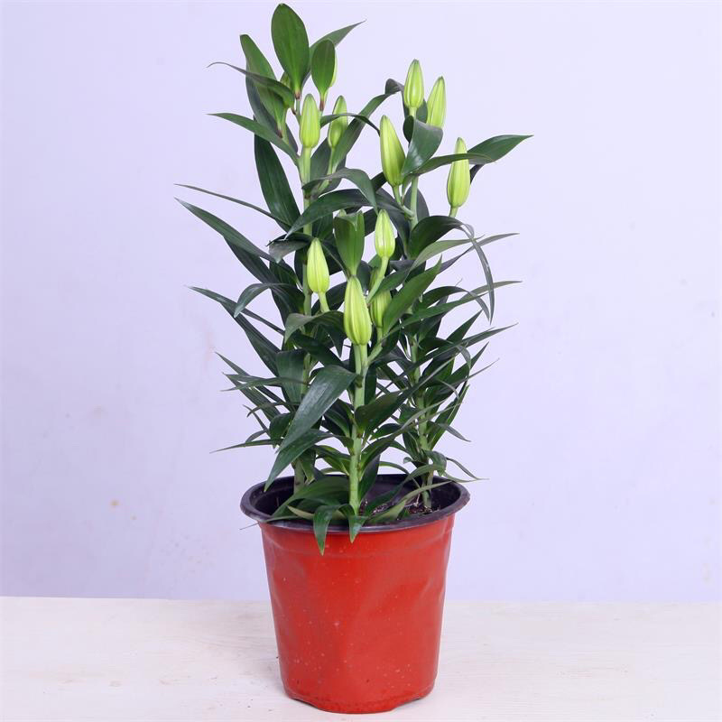 香水百合盆栽室内阳台花卉植物带花苞发货