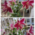 香水百合盆栽室内阳台花卉植物带花苞发货