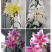 香水百合盆栽室内阳台花卉植物带花苞发货