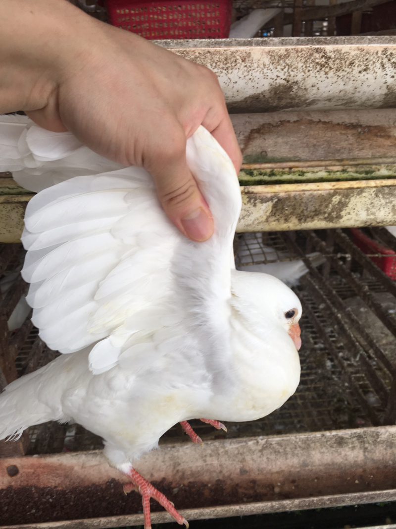 新鲜肉鸽长期大量供应15只包邮