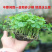 铜钱草室内盆栽花卉绿植水培植物