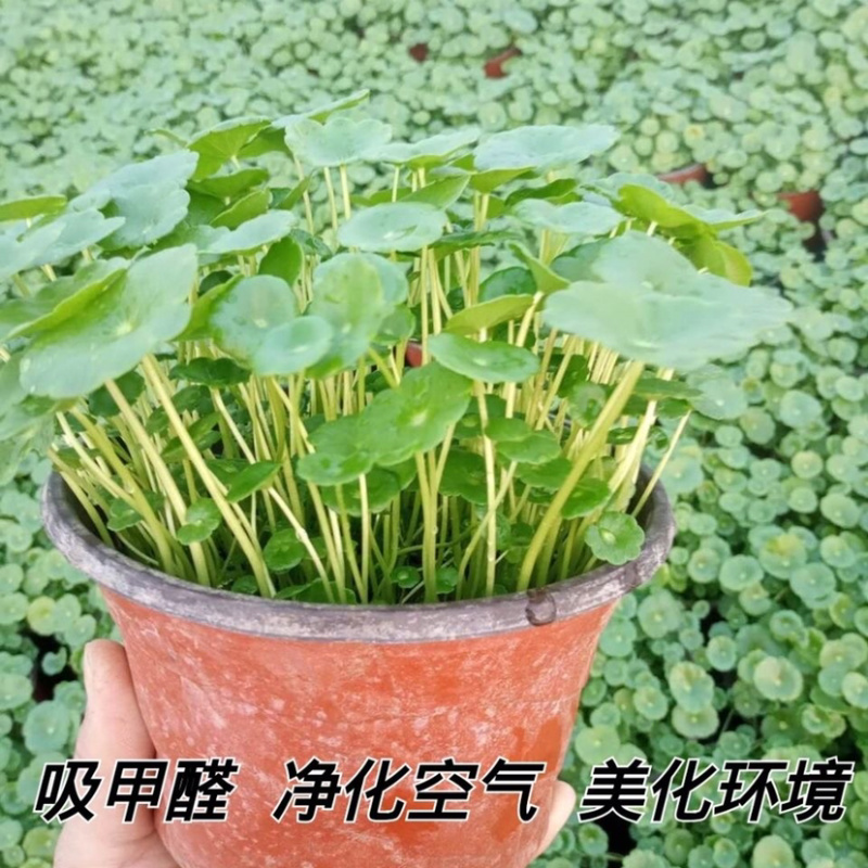 铜钱草室内盆栽花卉绿植水培植物