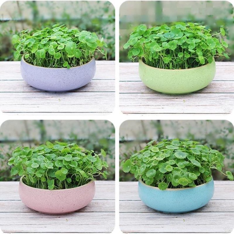 铜钱草室内盆栽花卉绿植水培植物