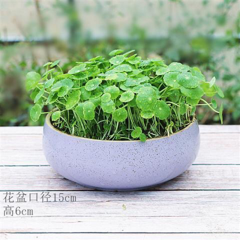 铜钱草室内盆栽花卉绿植水培植物