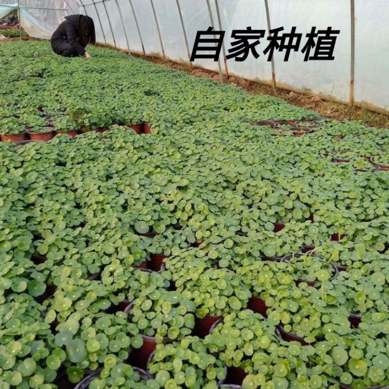 铜钱草室内盆栽花卉绿植水培植物
