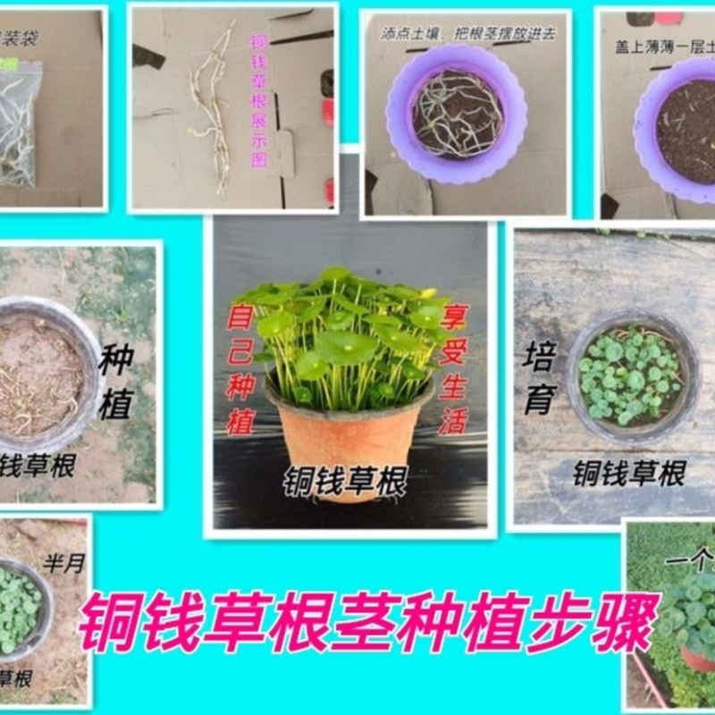 铜钱草室内盆栽花卉绿植水培植物