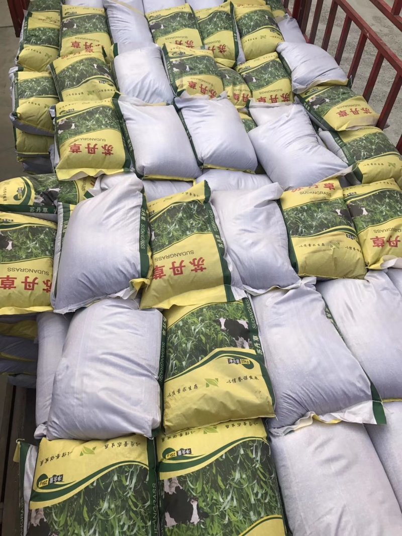 产地百日草种子河北直销只卖回头客
