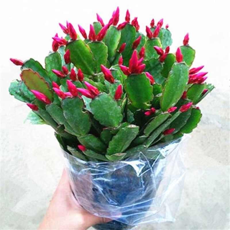蟹爪兰盆栽绿植吊兰盆栽花卉植物