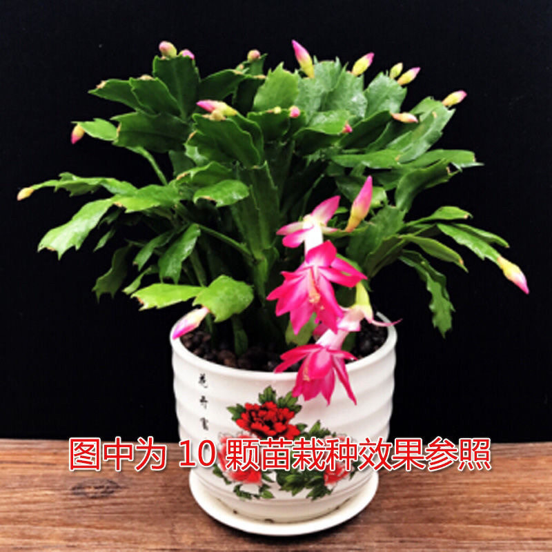 蟹爪兰盆栽绿植吊兰盆栽花卉植物