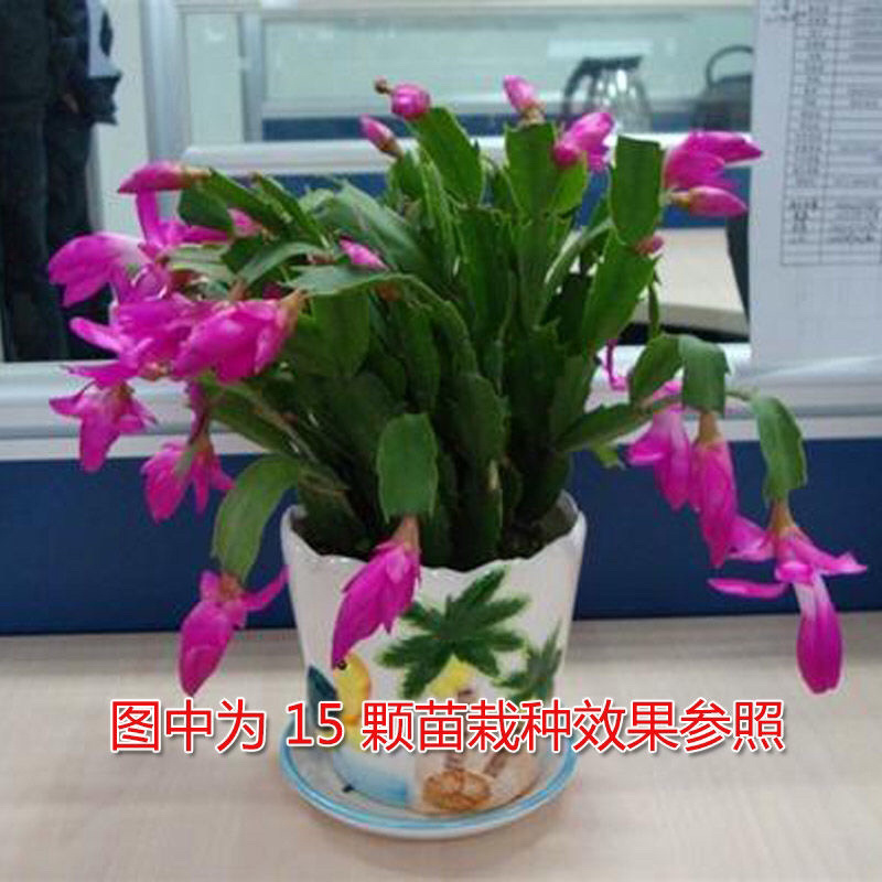 蟹爪兰盆栽绿植吊兰盆栽花卉植物