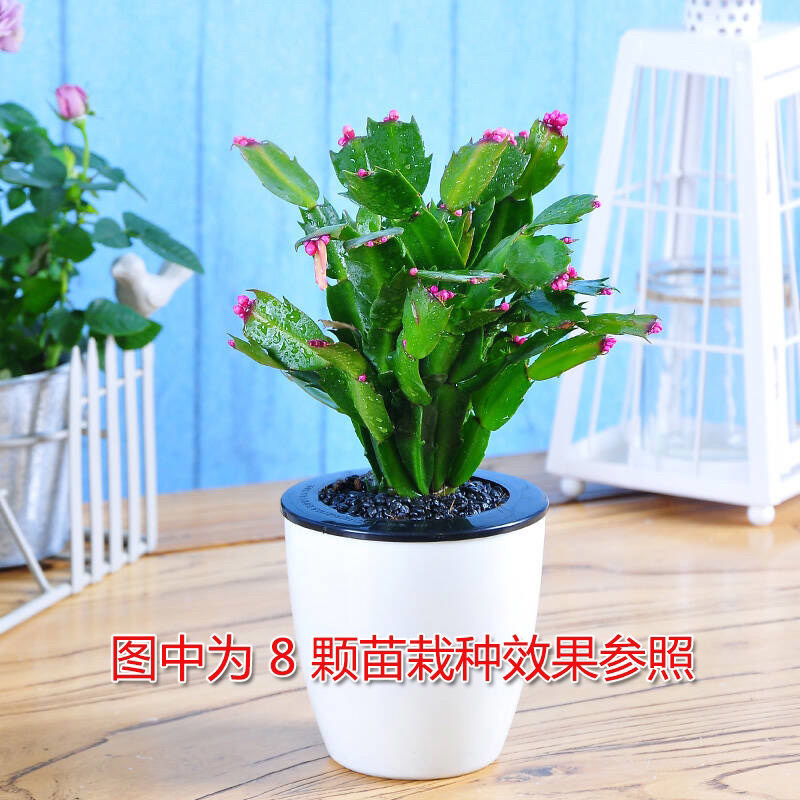 蟹爪兰盆栽绿植吊兰盆栽花卉植物