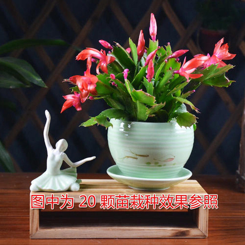 蟹爪兰盆栽绿植吊兰盆栽花卉植物
