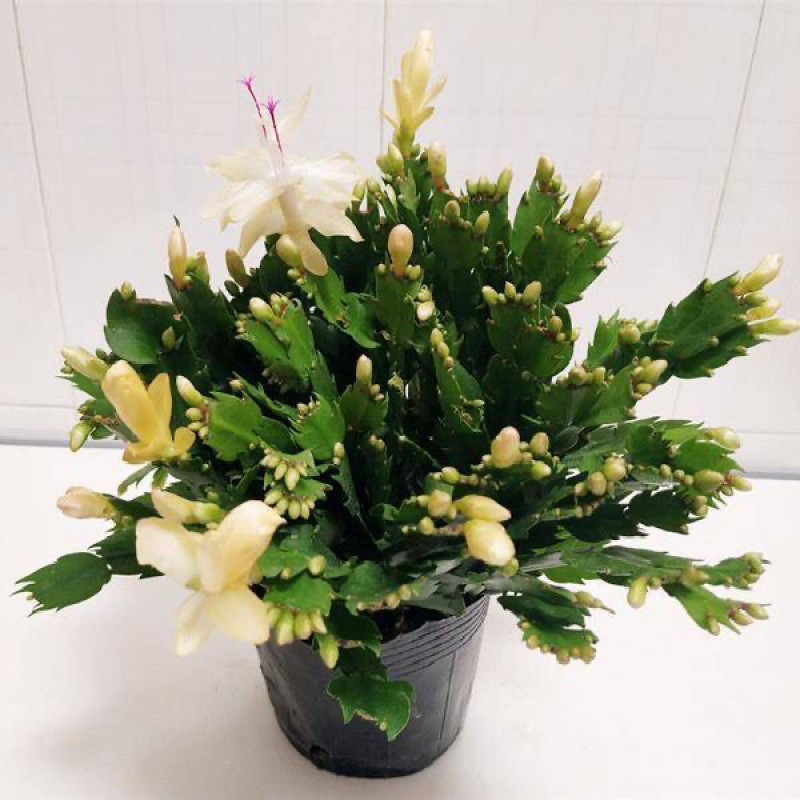 蟹爪兰盆栽绿植吊兰盆栽花卉植物