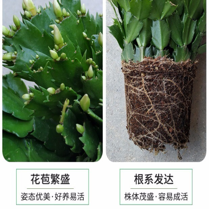 蟹爪兰盆栽绿植吊兰盆栽花卉植物