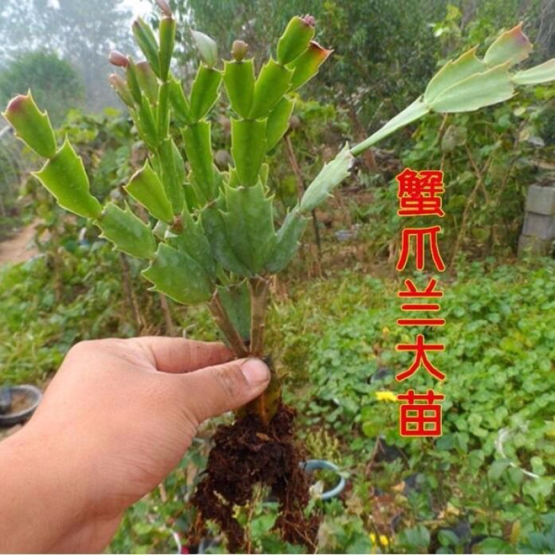 蟹爪兰盆栽绿植吊兰盆栽花卉植物