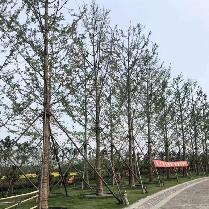 25公分银杏树，35公分银杏树，40公分银杏树，特价供应
