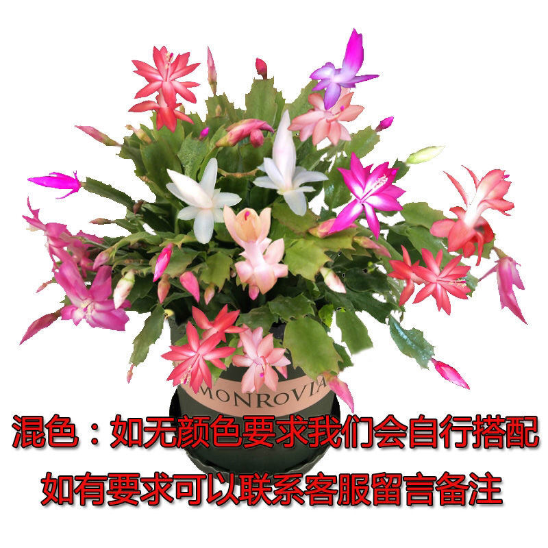 蟹爪兰盆栽绿植吊兰盆栽花卉植物