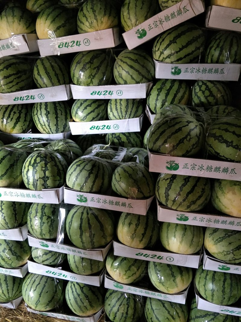 河南开封精品美都货源充分糖分13